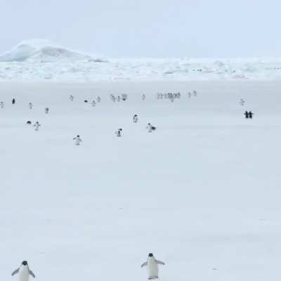 Penguins at 10x speed.