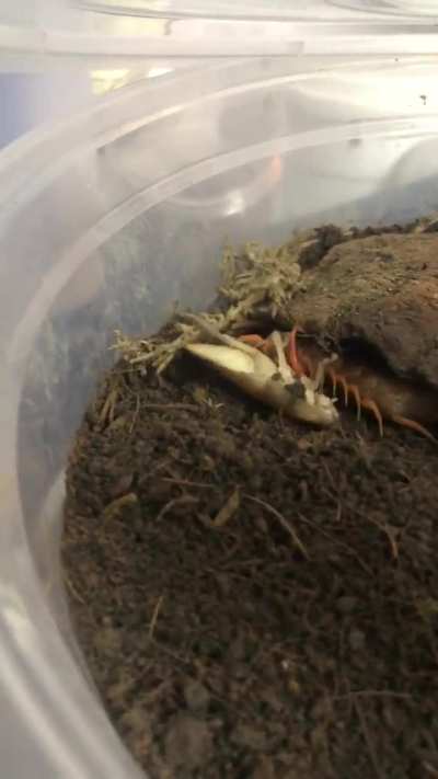 Scolopendra Hypo Orange leg