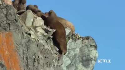 Fall Walrus