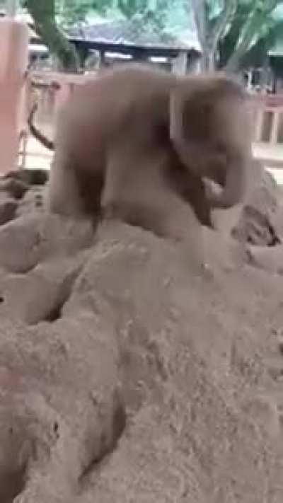 Baby elephant is playing and create a loop. India