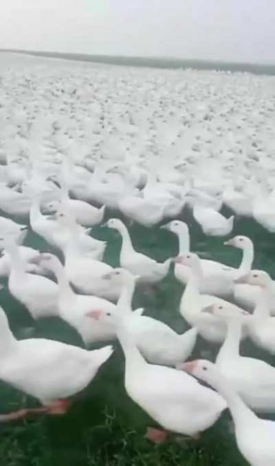 Patos