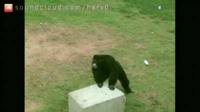 Monke music (artists watermark on screen and profile at end)