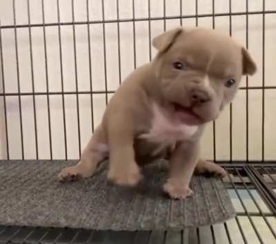 He pronounce. He ready pounce. He only weigh an ounce.