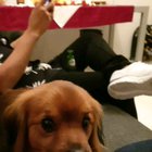 Dog Attack