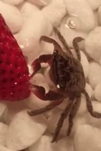 Everyone is hyper upvoting boobs and scantly clad women, but what about tiny crab eating a strawberry?