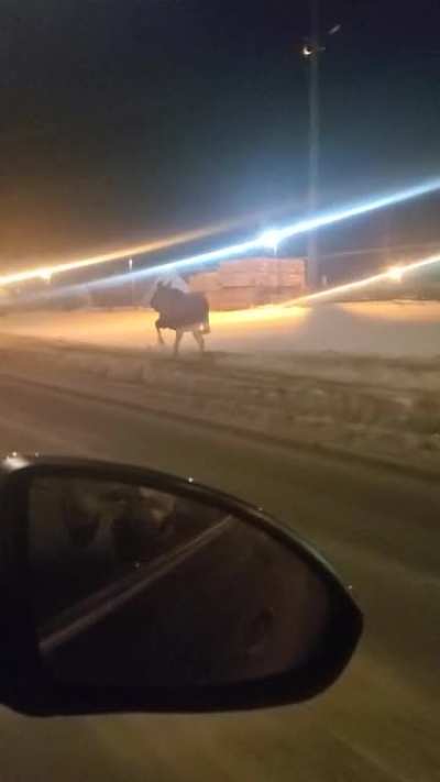 Instant Barbarians over a Moose, these guys weigh up to a ton and this one was running 40KPH!