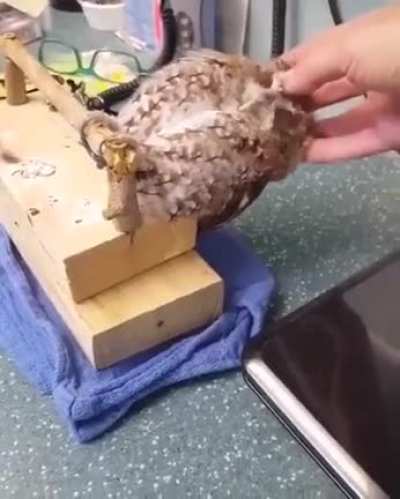 Night parrot gets amazing scritches