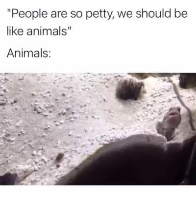 Fish-fight
