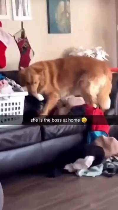 Bossð