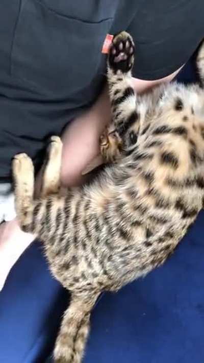 Cat.exe not found