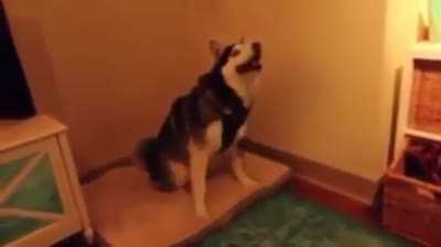 Dog sneeze over powered