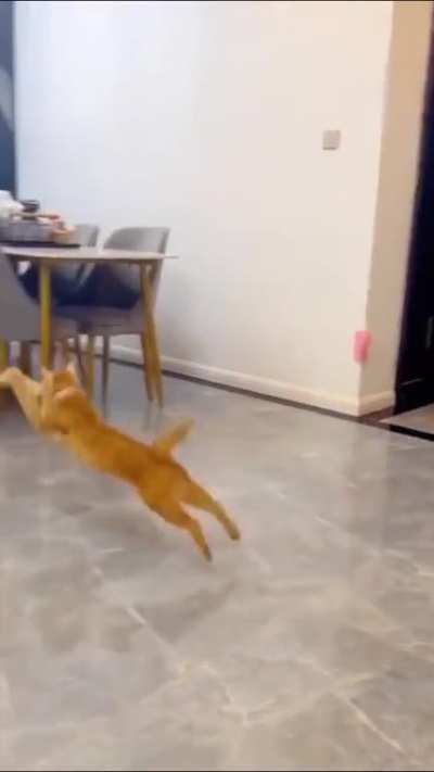Cat get new toy and chaos ensures
