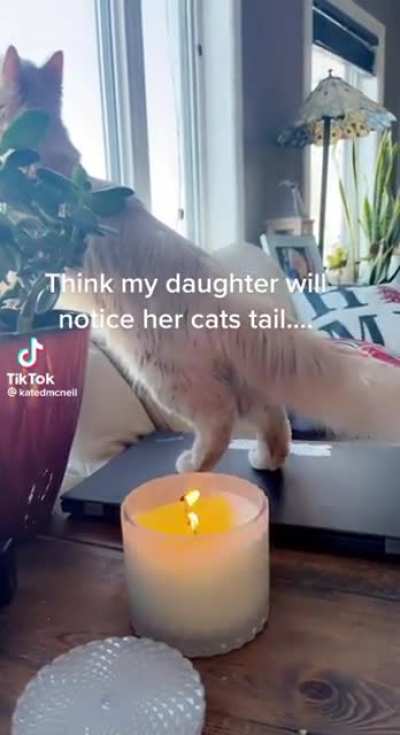 This cat is not the smartest