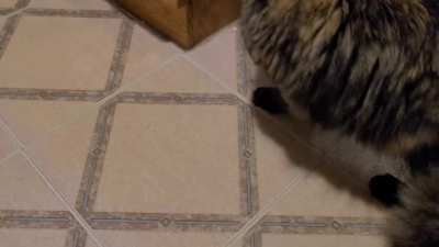 Idk what my cat was doing with her paw