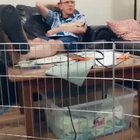 This dad did not want a puppy