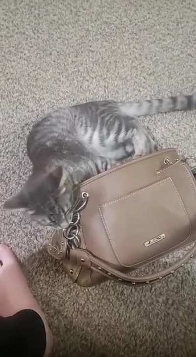 An update on this crazy stray I rescued the other day. Hes already trying to steal from me. Hes into everything including my purse.