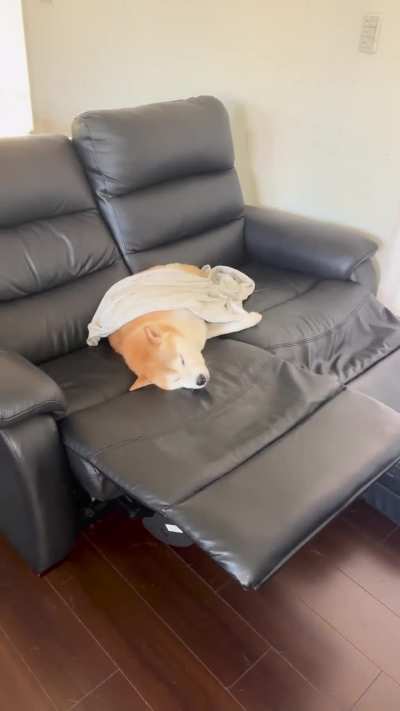 Eepy perro
