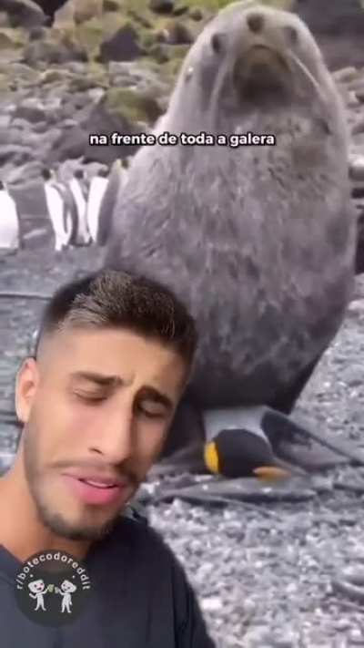 Pobres penguins 😢