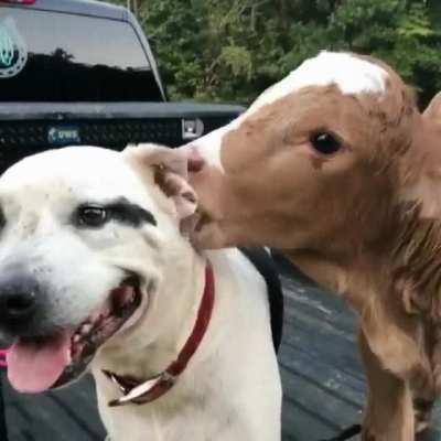 Licks vs noms