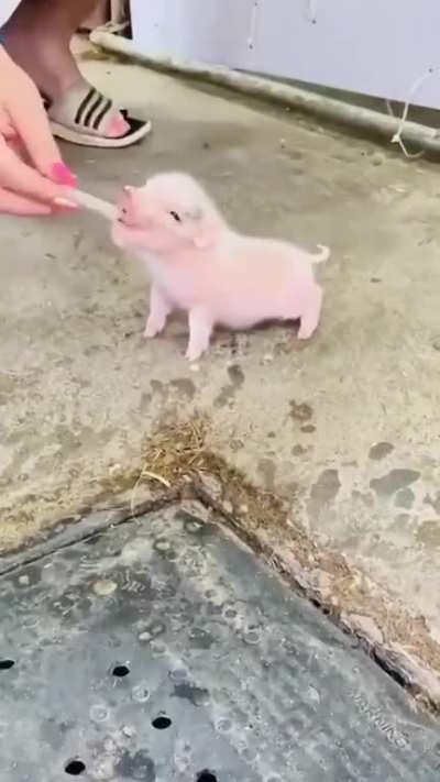How could anyone eat something that adorable? 🥺🥺🥺