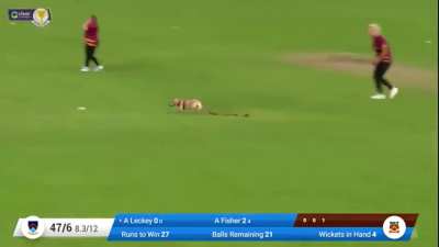 Great catch