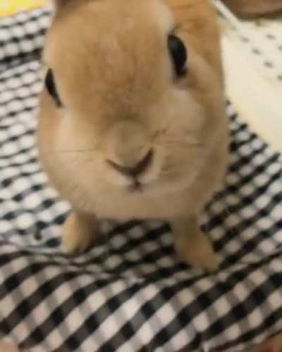 Sniff sniff sniff