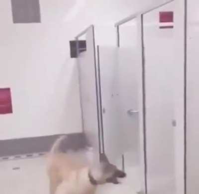 What the dog doin