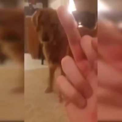 don’t flip off the doggy