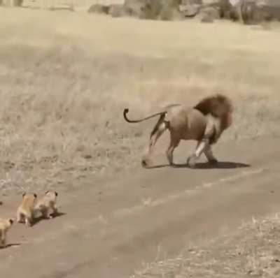 🔥 Huge lion trying to get away from his cubs