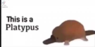 Peri de platipus