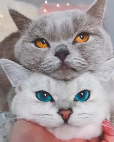 Cuteness times Two