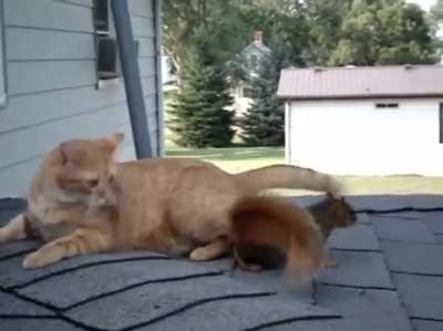 Squirrel plays with a cat