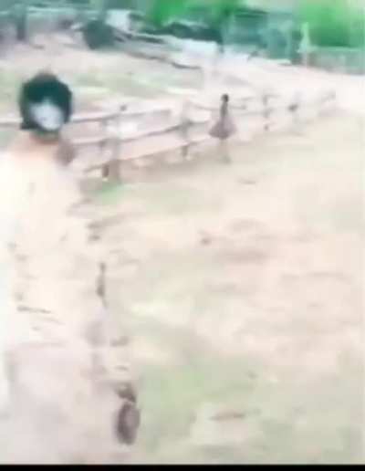 Ormanda ailesine muz bulmak gezmeye çıkan Kürt , Türkçü bir kuşa denk geliyor oynat bakalım .