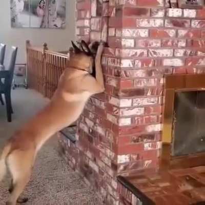 Dog play hide and seek