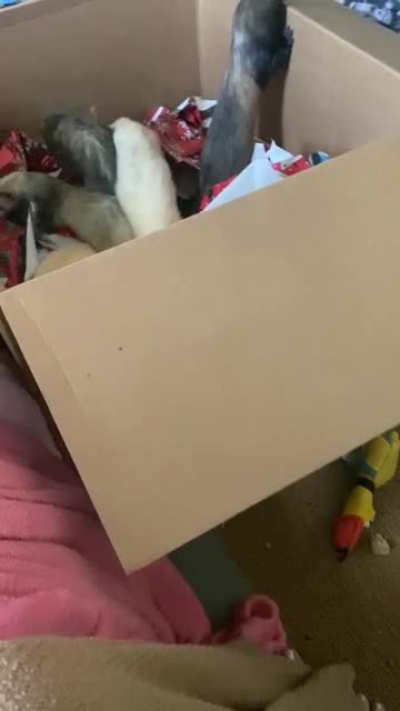 Happy Holidays! Enjoy this big box of ferrets!