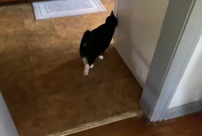 The rolling chonker