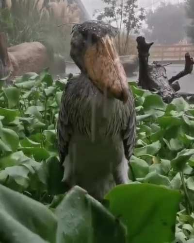 Thanks I hate judgmental stork