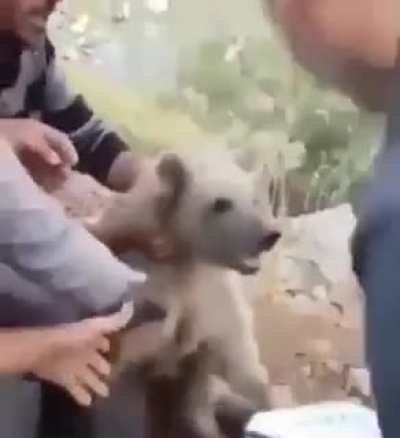 Bearly a save