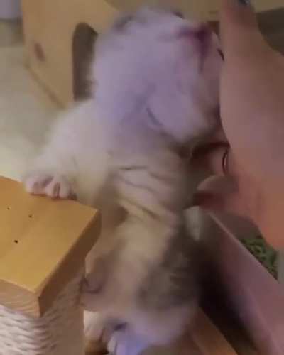 Playing with Tiny