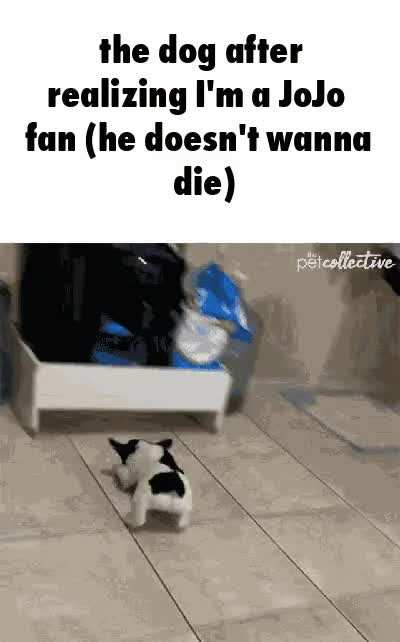 when the dog