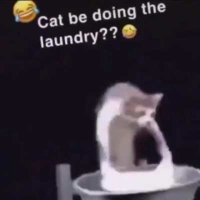Cat be doing laundry