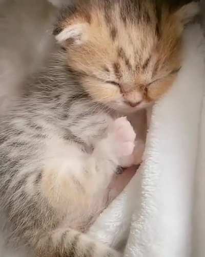Floofy Dreaming