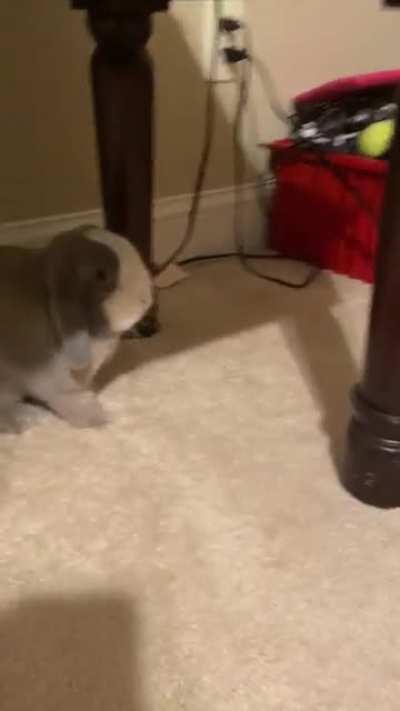 Smol buni