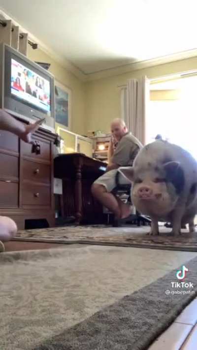Good pig...