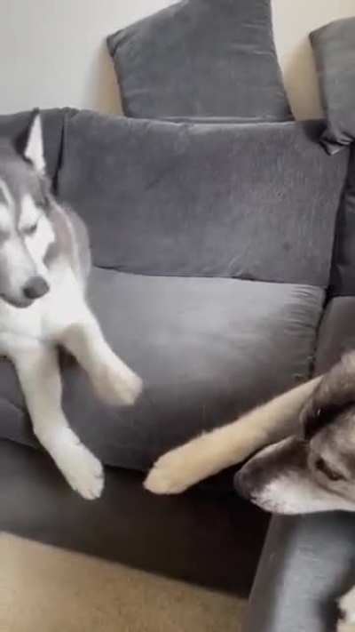 It was my toy, did you HAVE to let the human confiscate it?