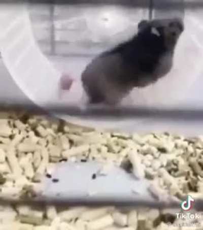 Some Beans