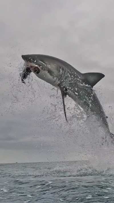 🔥 Great White Shark hits a decoy (Video courtesy of Discovery)