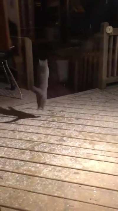 In case you missed it ❤️ Cat catches Snowflakes!