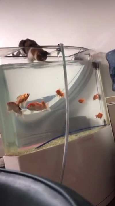 Fishing in the transfer tank