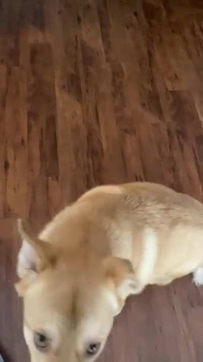 I see your dog trying to roll over so here’s mine